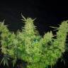 Auto Medical CBD feminised Ganja Seeds
