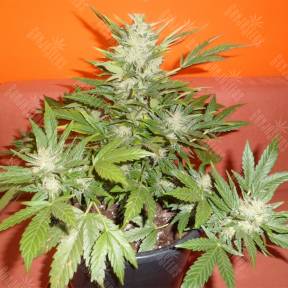 Auto Buddha Red Dwarf feminised Buddha Seeds