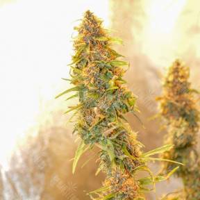 Auto Chronic Ryder regular Ganja Seeds