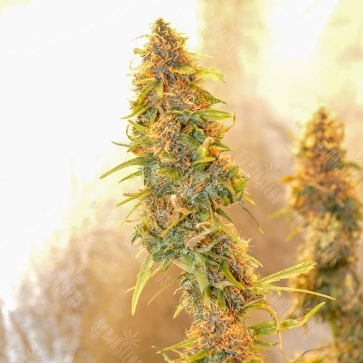 заказ семян конопли Спб Auto Chronic Ryder regular