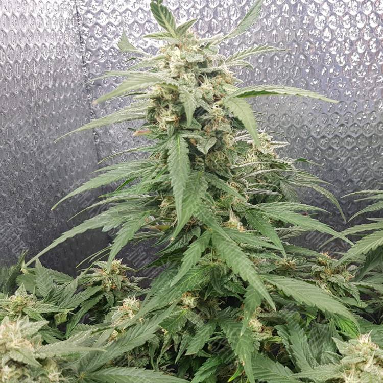 семена конопли для посадки купить Sensi Skunk x Lowryder2 (Senlow2) regular Ganja Seeds
