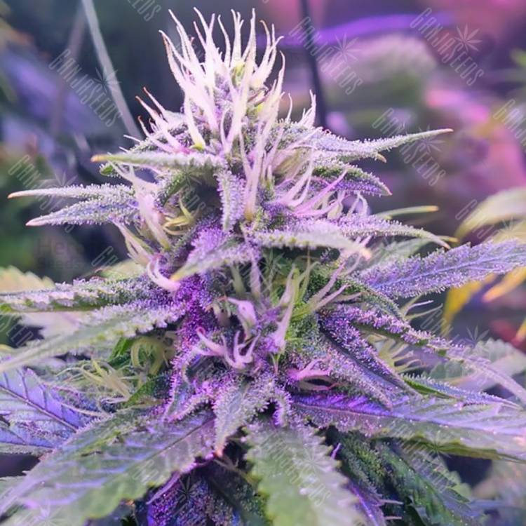 семена конопли для посадки купить Auto Tangerine Dream feminised Barneys Farm семена конопли для посадки купить Auto Tangerine Dream feminised Barneys Farm