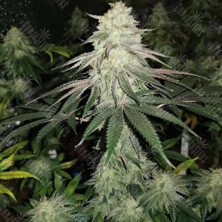 семена конопли Mokum's Tulip feminised Dutch Passion Seeds семена конопли Mokum's Tulip feminised Dutch Passion Seeds