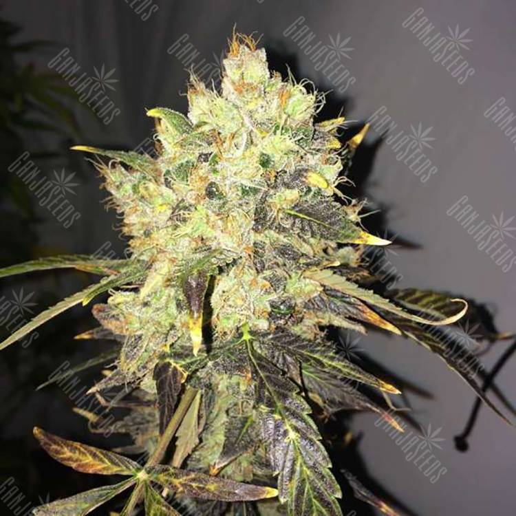 где можно заказать семена конопли Supreme CBD Durban feminised Nirvana Seeds