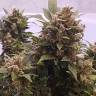семена конопли аутдор Auto Big Devil feminised GanjaLiveSeeds