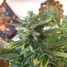 семена конопли скороспелый купить Auto Blue Diesel regular семена конопли скороспелый купить Auto Blue Diesel regular