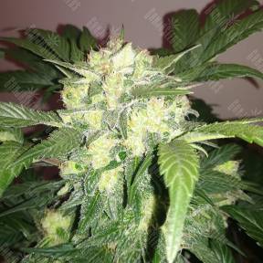 Auto Blue Diesel regular Ganja Seeds