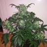 мощные семена конопли Auto Blue Diesel regular мощные семена конопли Auto Blue Diesel regular