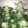 семена конопли Auto Alter Ego regular