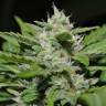 Auto Buddha Syrup feminised Buddha Seeds