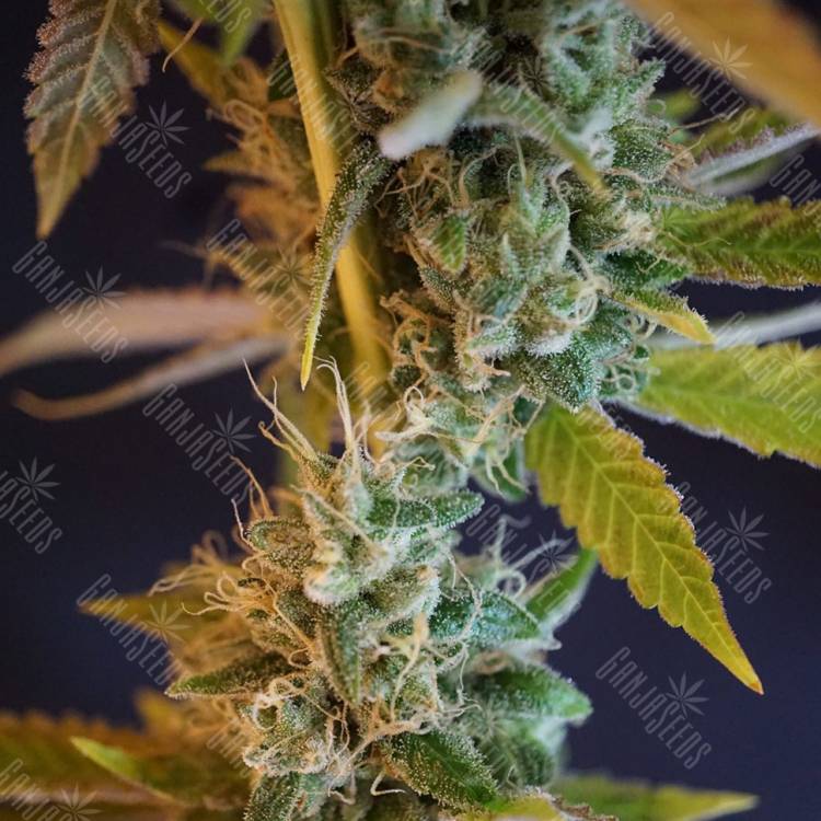 семена конопли сорта сатива Shiva Skunk regular Ganja Seeds