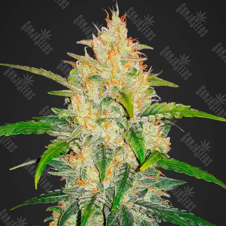 семена конопли для курения Auto Zkittlez OG feminised Barneys Farm