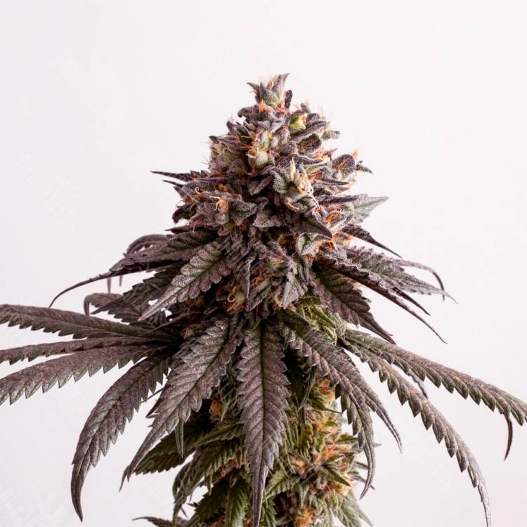 семена конопли аутдор Gelato-K feminised Kannabia Seeds
