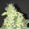 конопля семена сорта заказать Supreme CBD Kush feminised Nirvana Seeds конопля семена сорта заказать Supreme CBD Kush feminised Nirvana Seeds