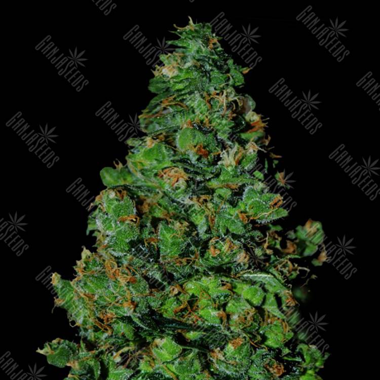 семена конопли для выращивания Auto Membrana Hiper feminised VIP Seeds