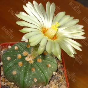 Astrophytum asterias