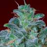 Семена конопли оптом Auto Mohan Ram feminised GanjaLiveSeeds