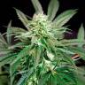 семена конопли курьером Great White Shark feminised семена конопли курьером Great White Shark feminised