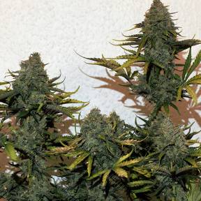 Cheese Berries feminised Ganja Seeds