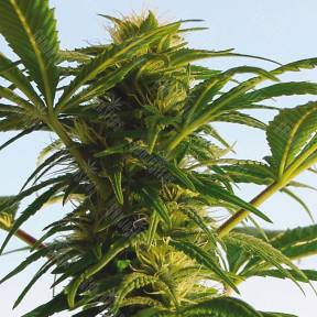 Aspan feminised Bang Seeds