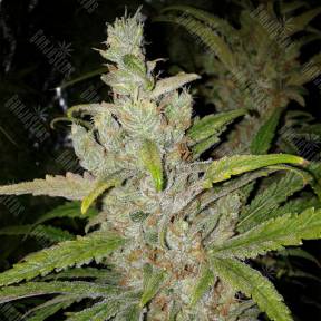 SexBud feminised Female Seeds