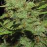 семена конопли почтой Auto Big Devil XL regular семена конопли почтой Auto Big Devil XL regular