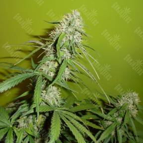 Auto Big Devil XL regular Ganja Seeds