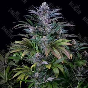 Silver Haze feminised Ganja Seeds