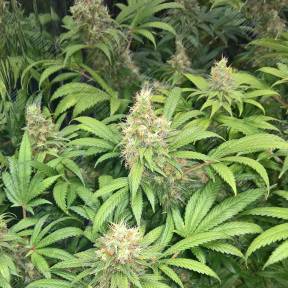 Skunk #1 regular Ganja Seeds