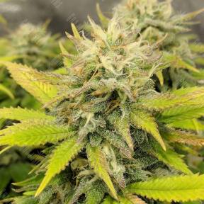 Aurora Indica regular Nirvana Seeds