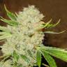 семена индийской конопли White Russian regular Serious Seeds семена индийской конопли White Russian regular Serious Seeds