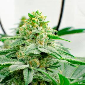 Kerosene Krash feminised Ganja Seeds