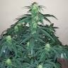 семена конопли Спб Auto Assasin regular
