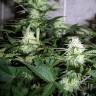 семена конопли для посадки купить Auto Assasin regular