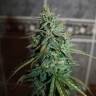 семена конопли для курения Auto Assasin regular