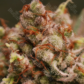 Skunk Amsterdam feminised Ganja Seeds