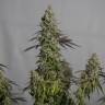 элитные семена конопли на сайте  Auto Mamba Negra feminised