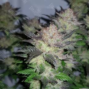 Auto Critical + regular Ganja Seeds