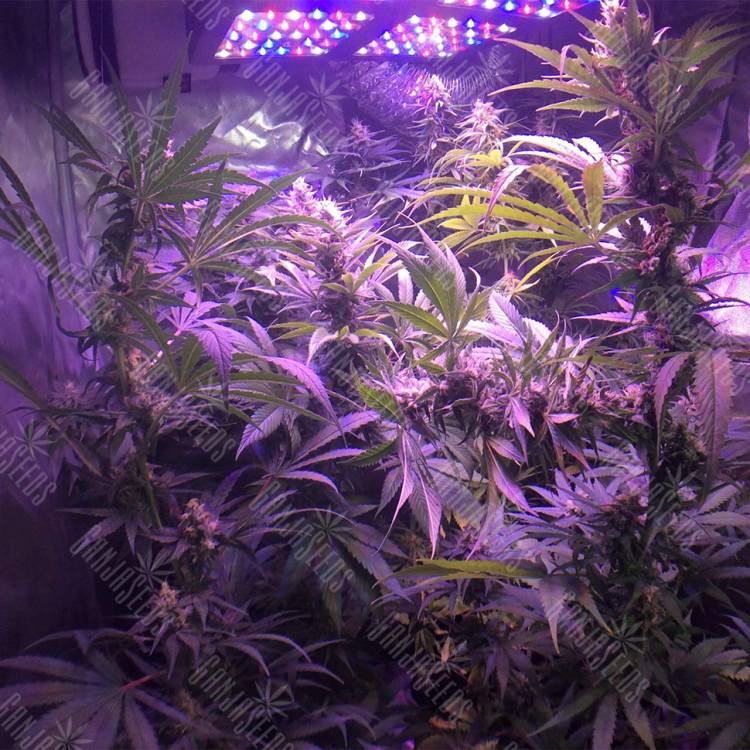 семена конопли дешево Acapulco Gold feminised Barneys Farm