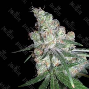 Chocolope feminised DNA Genetics