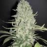 семена конопли марихуаны White Widow x Big Bud feminised Female Seeds семена конопли марихуаны White Widow x Big Bud feminised Female Seeds