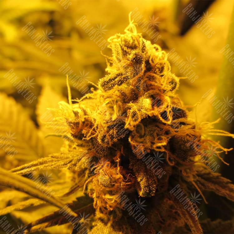 семена конопли Россия Kritikal-K feminised Kannabia Seeds семена конопли Россия Kritikal-K feminised Kannabia Seeds