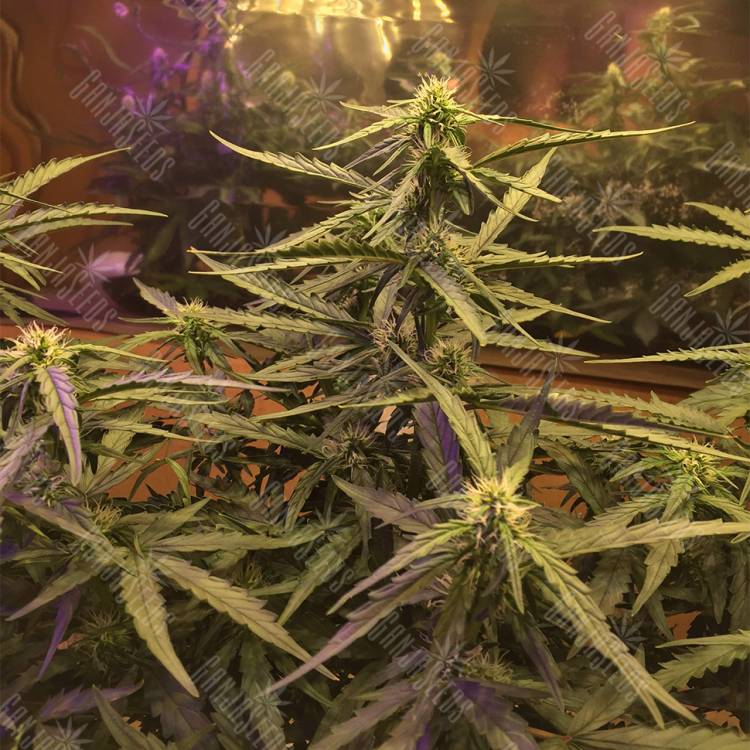 семена сортовой конопли Blue Mystic regular Nirvana Seeds семена сортовой конопли Blue Mystic regular Nirvana Seeds