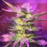 регулярные семена конопли купить Blue Mystic regular Nirvana Seeds регулярные семена конопли купить Blue Mystic regular Nirvana Seeds