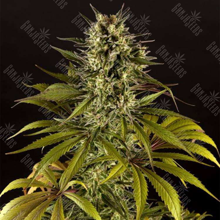 семена конопли медицинской Spicy CBD (Super Juani) feminised Philosopher Seeds