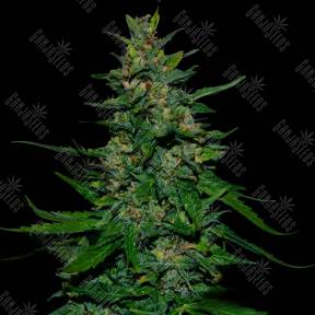 Auto Timanfaya feminised VIP Seeds