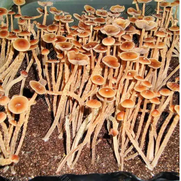 споровые отпечатки Psilocybe Galindoi Atlantis споровые отпечатки Psilocybe Galindoi Atlantis
