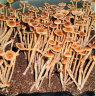 споровые отпечатки Psilocybe Galindoi Atlantis споровые отпечатки Psilocybe Galindoi Atlantis