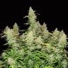 Auto Sol Haze feminised Seeds of Life