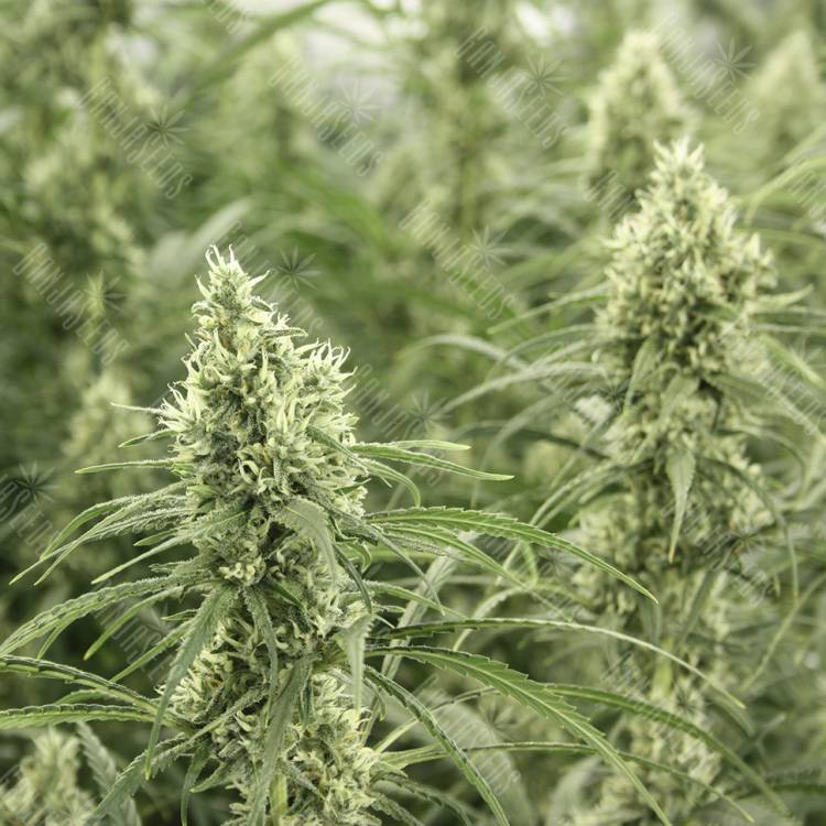 Auto Sol Haze feminised Seeds of Life